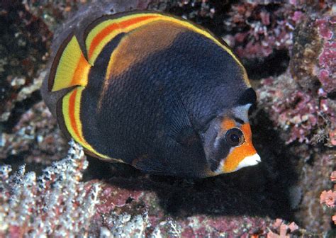 Black Butterflyfish (Chaetodon flavirostris) | Pictures of sea creatures, Beautiful sea ...