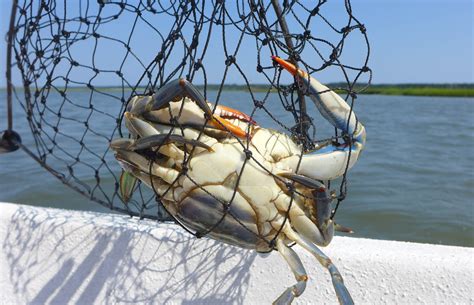 Catching Blue Crabs