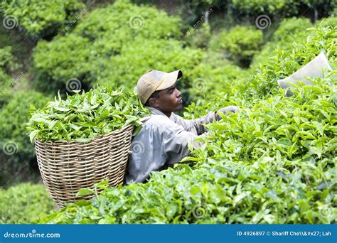 Worker Harvesting Tea Leaves Editorial Photography - Image: 4926897