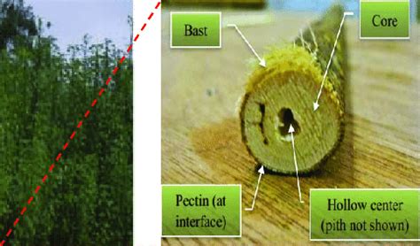 Kenaf plantation; (a) cross-section of Kenaf stalk [5,6] | Download Scientific Diagram