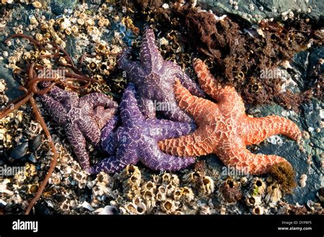 A group of colourful starfish in a Pacific intertidal zone in the Stock Photo: 68716457 - Alamy