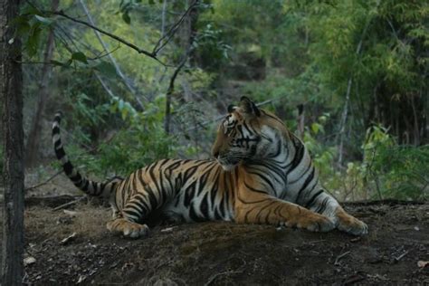 Pachmarhi Biosphere Reserve - Alchetron, the free social encyclopedia