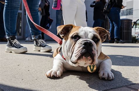 PETA shames Fresno State for use of live mascots before Passing the ...