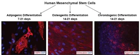 Mesenchymal Stem Cell (MSC) Markers