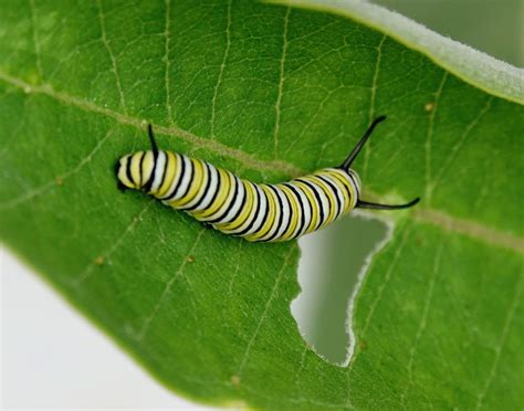 Monarch Caterpillar – 8/13/20 – Sharon Friends of Conservation