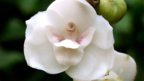 Top 48+ orquidea paloma del espiritu santo - Abzlocal.mx