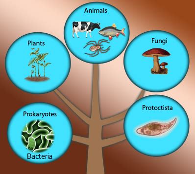 Kingdoms of Living organisms - Biology Notes for IGCSE 2014