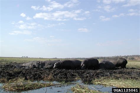 hippopotamus (Hippopotamus amphibius)