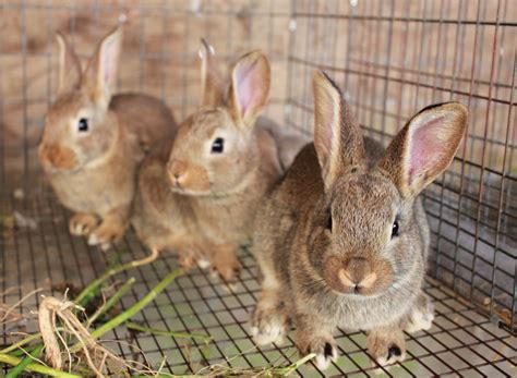 New Zealand rabbits at Birdsong Farm | Pocket Pause