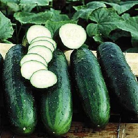 Cucumber - Bush Crop - St. Clare Heirloom Seeds