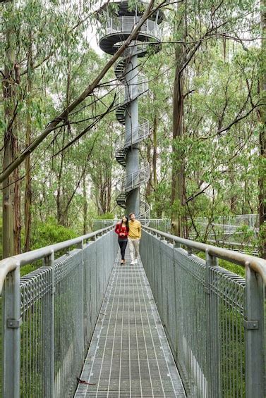 Otway Fly Treetop Walk