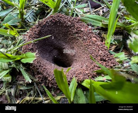 Ant house with two ants coming out Stock Photo - Alamy