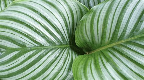 why are Calathea leaves can be curved? - Farmer Planting