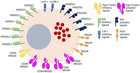 Role of Toll‑like receptors in natural killer cell function in acute lymphoblastic leukemia (Review)