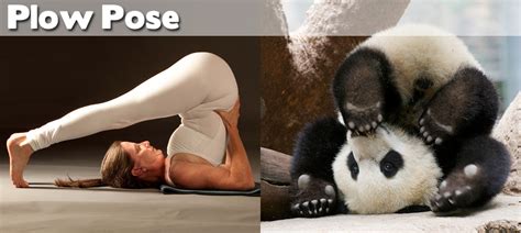 Animals Demonstrating Funny Yoga Poses (27 pics) ~ Cute Animals 4 You