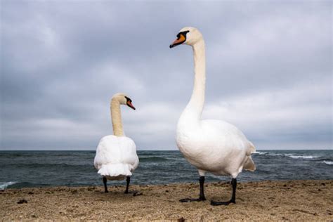 What Do Swans Eat?: Overview Of The Swan Diet | Pestclue