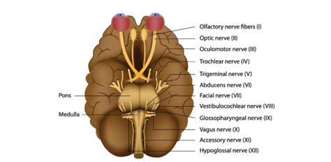 Cranial Nerves Quiz for Anatomy and Physiology: Let's Know More! | Attempts: 44603 - Trivia ...