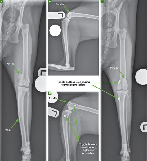 Luxating Patellas: Pathology and Treatment Options | Today's Veterinary Nurse