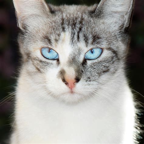 USA, California Lynx Point Siamese Cat Photograph by Jaynes Gallery - Pixels