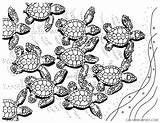 24  Realistic Printable Sea Turtle Coloring Page sketch template