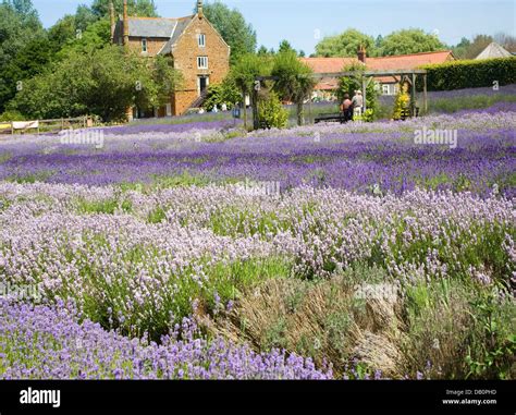 Norfolk lavender Heacham, Norfolk, England Stock Photo - Alamy