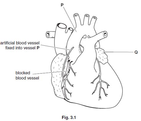 BIOLOGY DIAGRAMS | KCPE-KCSE