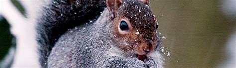 Wildlife in Winter - Adaptation | Young People's Trust For the Environment