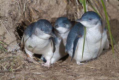 What Are Fairy Penguins? - WorldAtlas