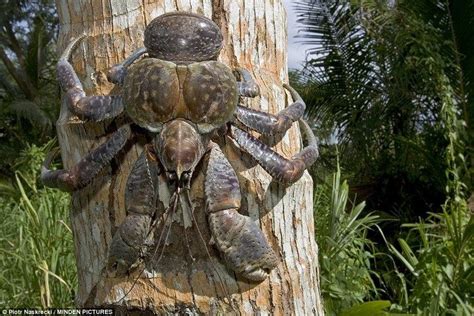 Coconut crab - Alchetron, The Free Social Encyclopedia