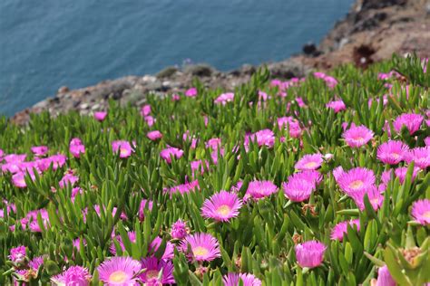 Our Top 5 Australian Native groundcover plants – Eden Studio