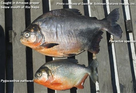 HOW TO IDENTIFY PIRANHA FROM A PACU