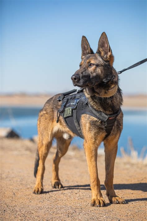 Help name the new canine cop at the Frederick Police Department