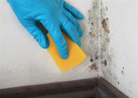 3 Reasons Why You Should Never Use Bleach To Clean Mold - Mold Blogger