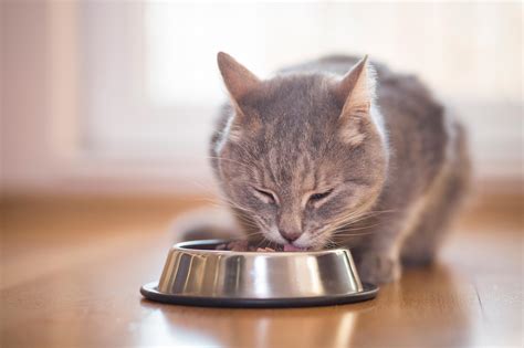 Pet Food Dilemma: Can Dogs and Cats Be Vegan and Vegetarians?