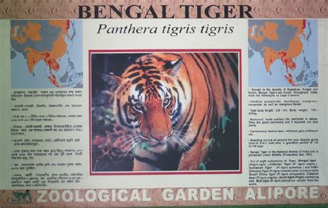 Facts About Bengal Tiger – National Animal of India | 40kmph.com