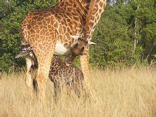 Lo'mon LeHeritage: Giraffe giving birth!