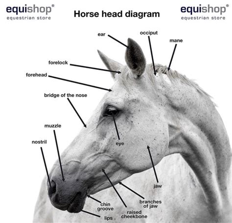 Biological structure of a horse – the build and anatomy - The Plaid Horse Magazine