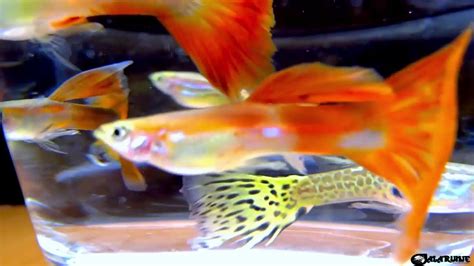 What size tank do you need for guppies ? - YouTube