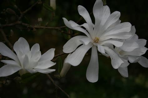 Magnolia stellata – Ballyrobert Gardens