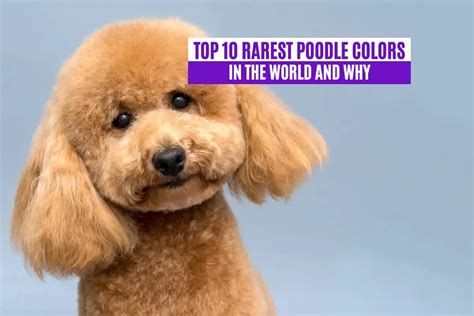 Top 10 Rarest Poodle Colors in the World and Why