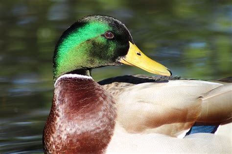 1,000+ Free Drake & Duck Photos