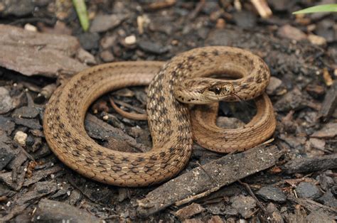 DeKay's Brownsnake (Reptiles of Pennsylvania) · BioDiversity4All