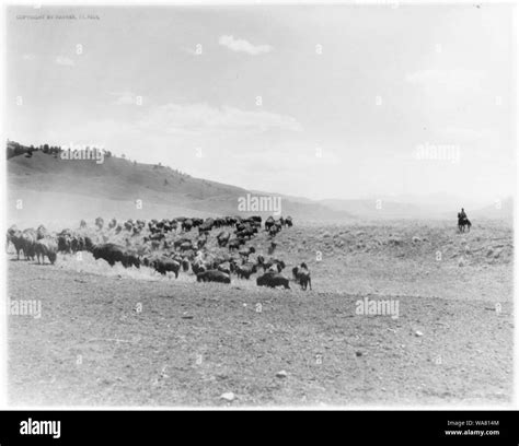 Buffalo herd, Yellowstone [and man on horseback on right] Stock Photo ...