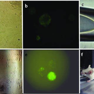 Figure1. a) embryonic stem cell culture next to inactive MEF cells, b)... | Download Scientific ...