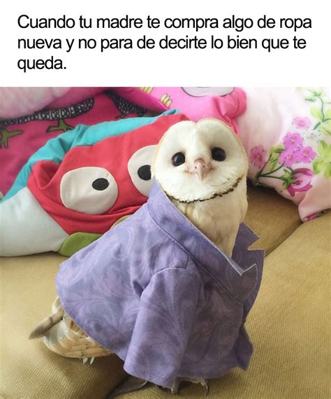 10+ Alegres memes de animales para comenzar el día con una sonrisa ...