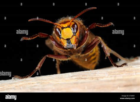 Queen hornet vespa crabro hi-res stock photography and images - Alamy