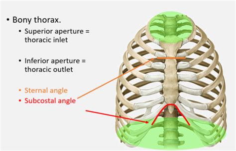 Thoracic Inlet Boundaries - vrogue.co