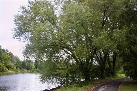 Salix nigra – Black Willow | Trees Canadensis