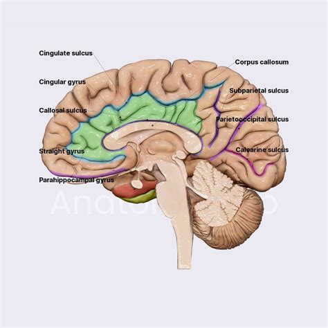 Sulci and gyri of the medial and inferior cerebral surfaces | Brain | Head and Neck | Anatomy ...