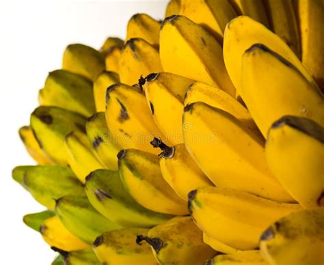 Ripe cardava banana stock image. Image of nature, freshness - 23053863